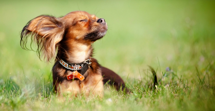 Tienes que tener cuidado para que tu mascota no esté demasiado tiempo expuesta al sol (Istock)