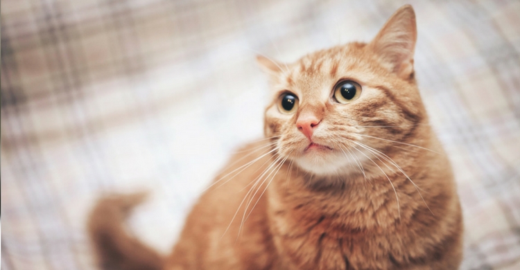 La nariz puede revelarte datos interesantes sobre la salud del minino (Istock)