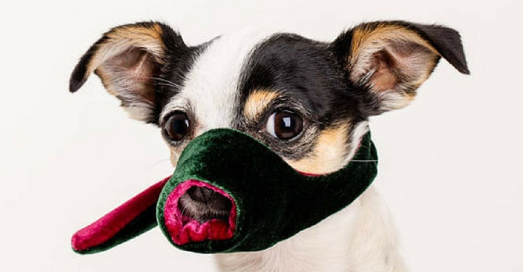 Bozal de terciopelo (Etsy)