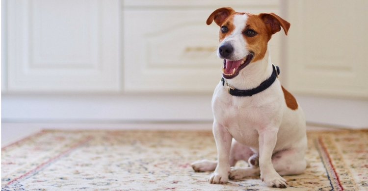 El precio de la obtención del pedigree ronda los 40 ó 50 euros (Istock)