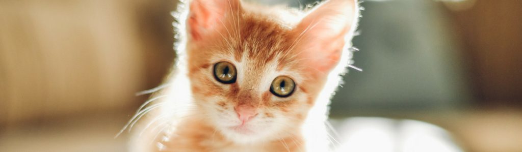 ¿Es cierto que los gatos sudan? (Istock)