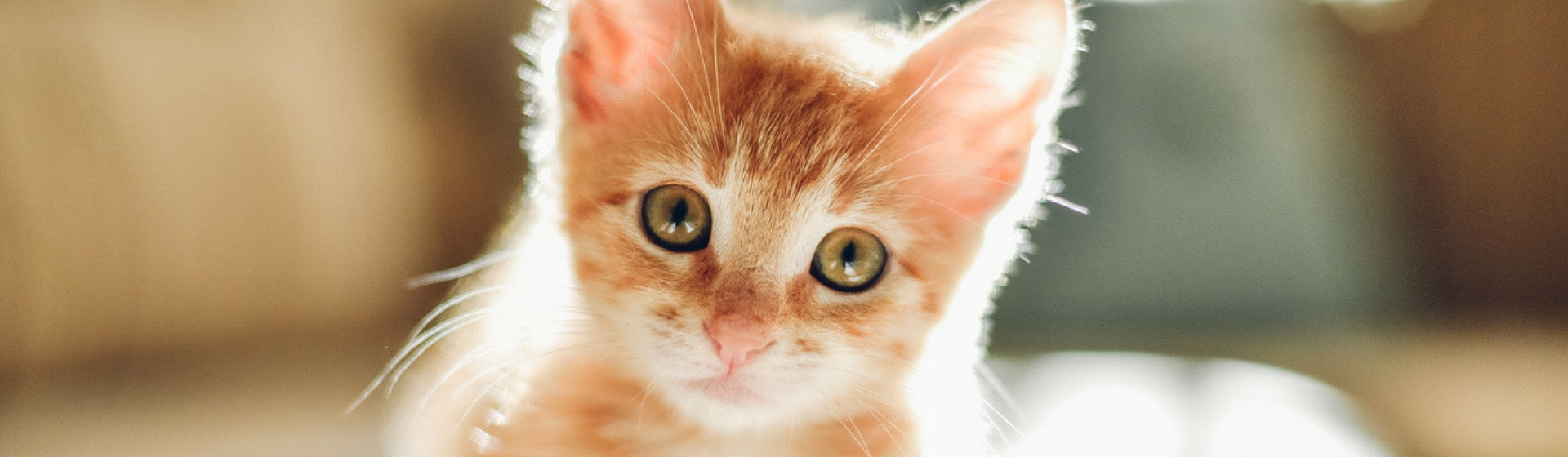 ¿Es cierto que los gatos sudan? (Istock)