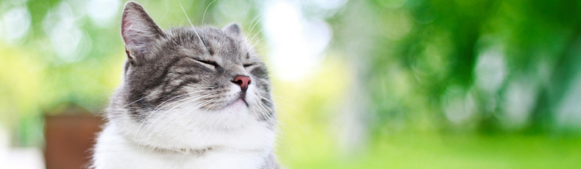 Los nombres más originales para tu gato (Istock)