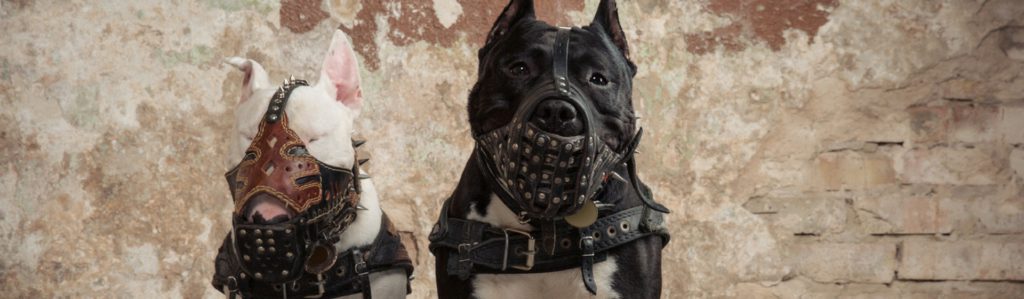 ¿Cuándo es necesario poner bozal a tu perro? (Istock)