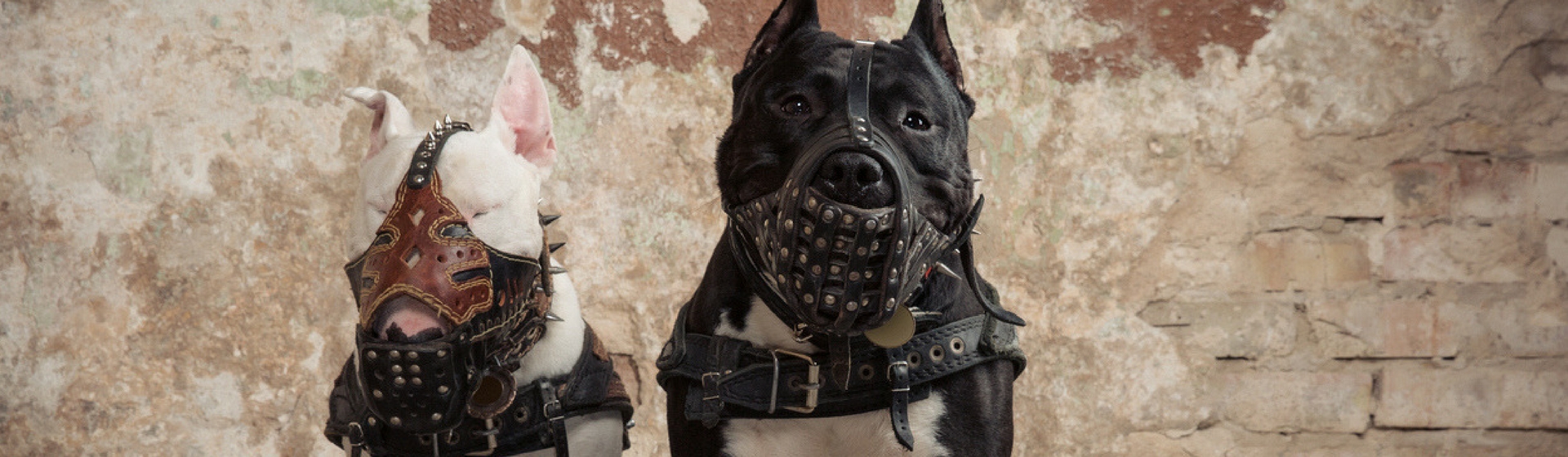 ¿Cuándo es necesario poner bozal a tu perro? (Istock)