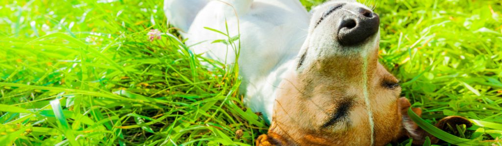 ¿Por qué les gusta tanto a las mascotas estar al sol? (Istock)