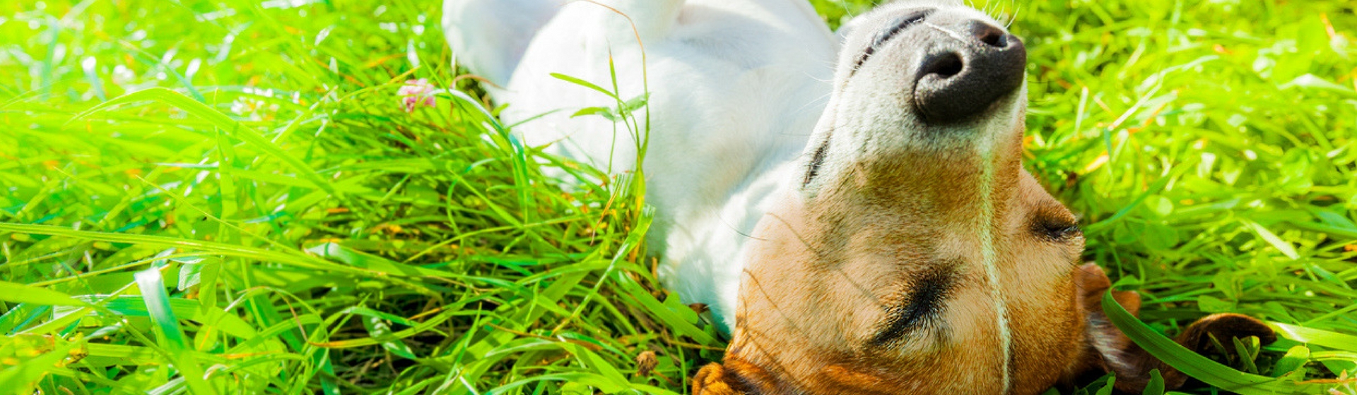 ¿Por qué les gusta tanto a las mascotas estar al sol? (Istock)