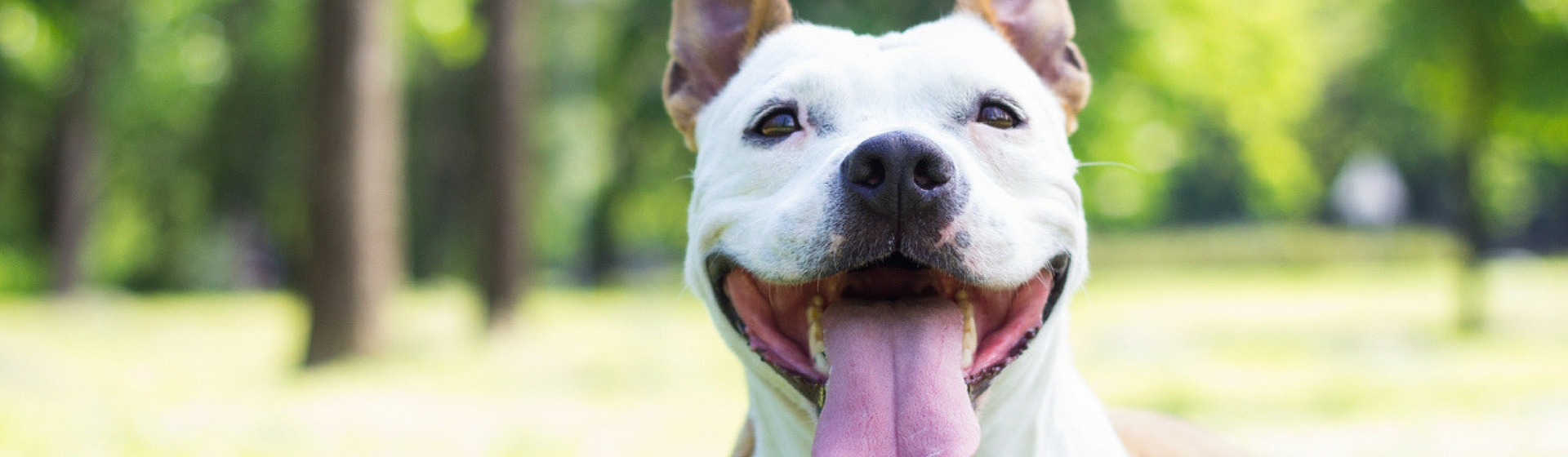 Mitos y verdades sobre los pitbull (Istock)