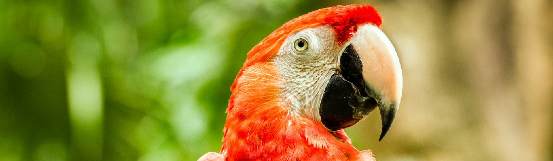 6 curiosidades de los loros que te sorprenderán (Istock)