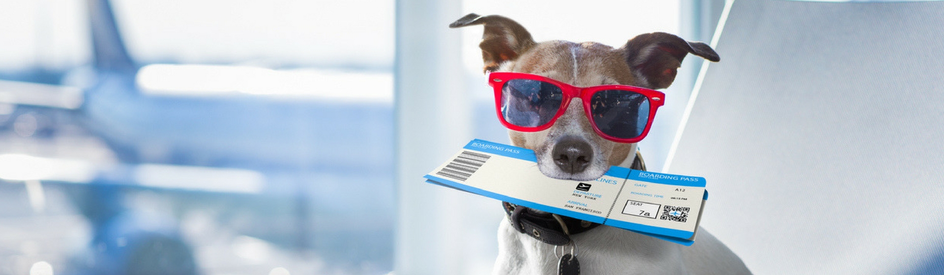 Por qué es más caro transportar mascotas que personas (Istock)