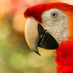 Imitan más sonidos de lo que piensas (Istock)