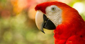 Imitan más sonidos de lo que piensas (Istock)