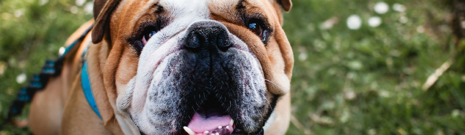 Las 7 razas de perros menos inteligentes (Istock)