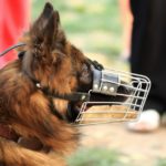 Lo llevas al veterinario y sabes que se pone nervioso (Istock)