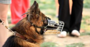 Lo llevas al veterinario y sabes que se pone nervioso (Istock)