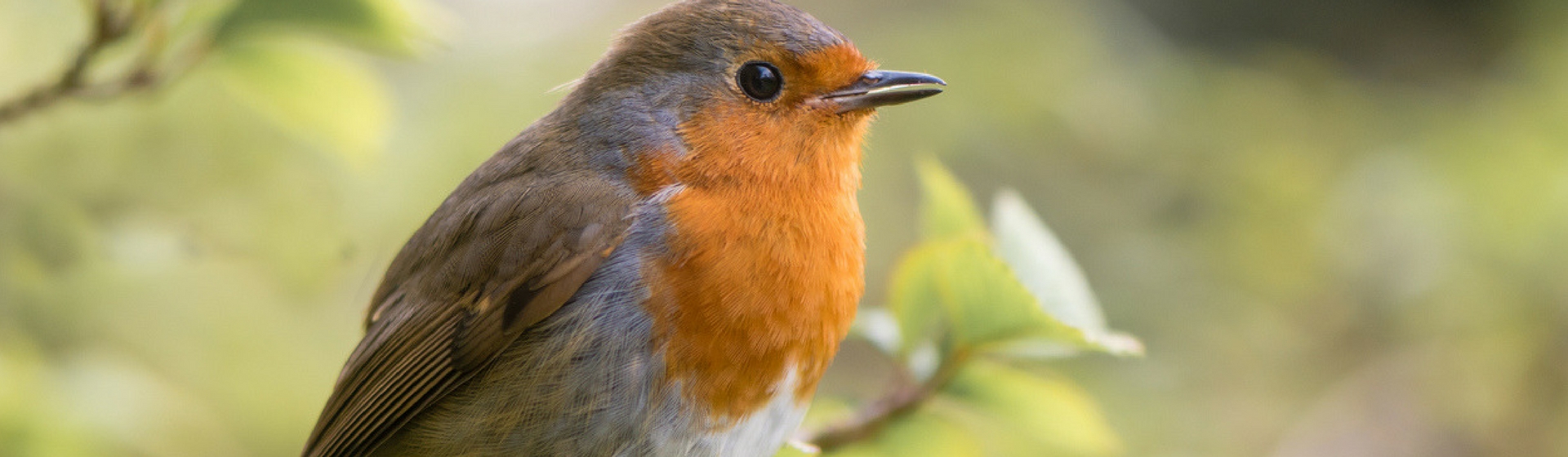 Los 7 pájaros que tienen el canto más bonito (Istock)