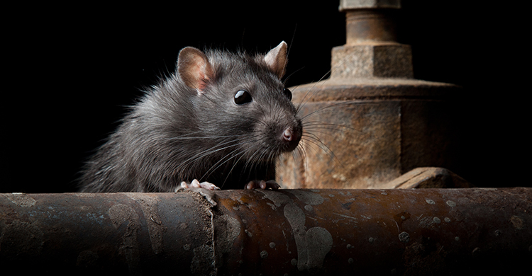 Los roedores en estado salvaje pueden portar muchas enfermedades (iStock)