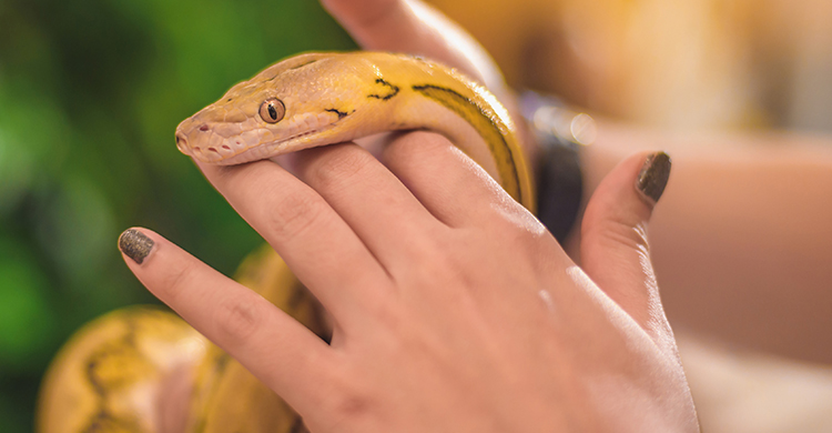 Mucha gente tiene serpientes como mascotas (iStock)