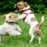 Muerde sin control todo lo que se le pone por delante (Istock)