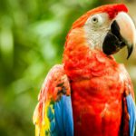 No hacen nidos (Istock)