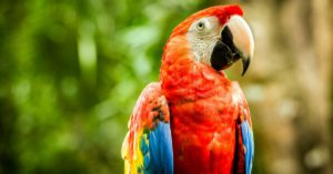 No hacen nidos (Istock)