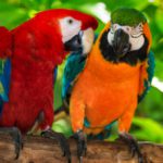 No se diferencian (Istock)