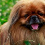 El Pekinés (Istock)