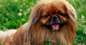 El Pekinés (Istock)