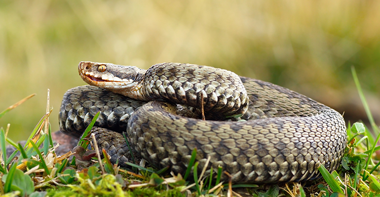 Seguro que no sabrías distinguir una víbora de una culebra (iStock)