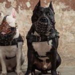 Si tu perro es de una raza potencialmente peligrosa (Istock)