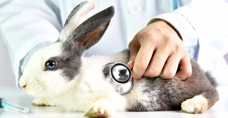 Si ves algo raro, acude al veterinario (iStock)