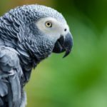 Sus alas pueden permanecer muy limpias (Istock)