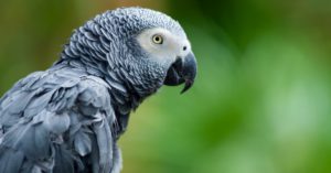 Sus alas pueden permanecer muy limpias (Istock)