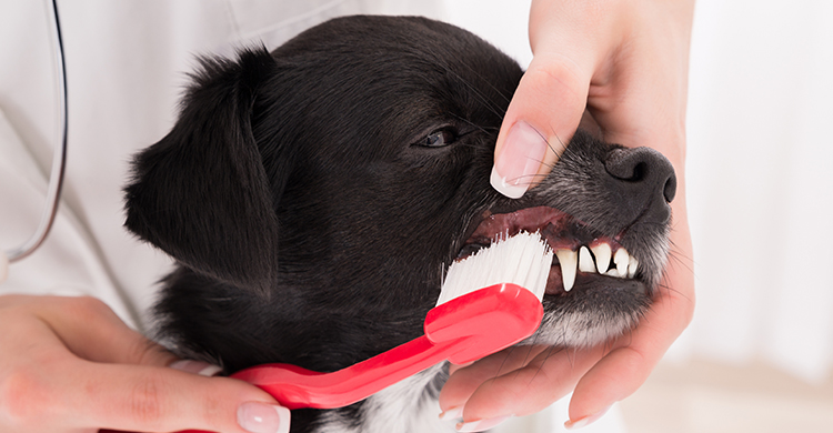 Tiene que ser un cepillo de dientes específico (iStock)