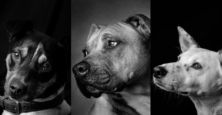 Todos los perros son preciosos (Página Refugiadogs)