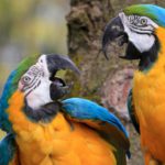 Una vez que encuentran a su media naranja… no la sueltan (Istock)