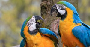 Una vez que encuentran a su media naranja… no la sueltan (Istock)