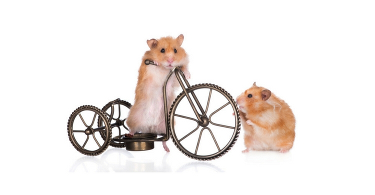 Nombres para hámster (Istock)