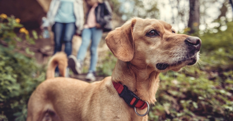 Una ruta en el campo será la solución para desconectar (Istock)