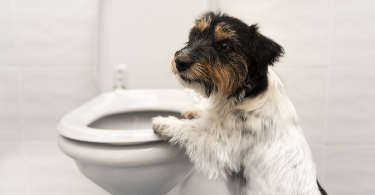 Poco a poco lo entenderá (Istock)