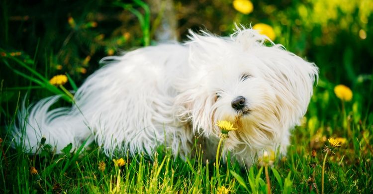 Cuidado con los parques y zonas con mucha vegetación (Istock)