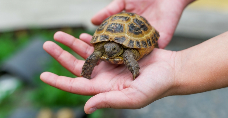 La tortuga, un clásico que nunca falla (Istock)