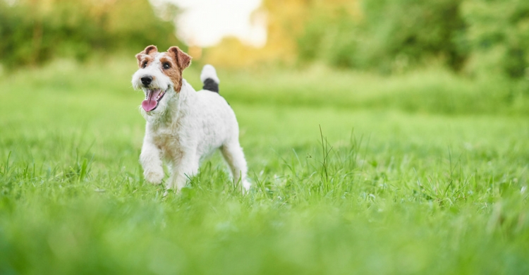 La alergia, vuestro otro enemigo (Istock)