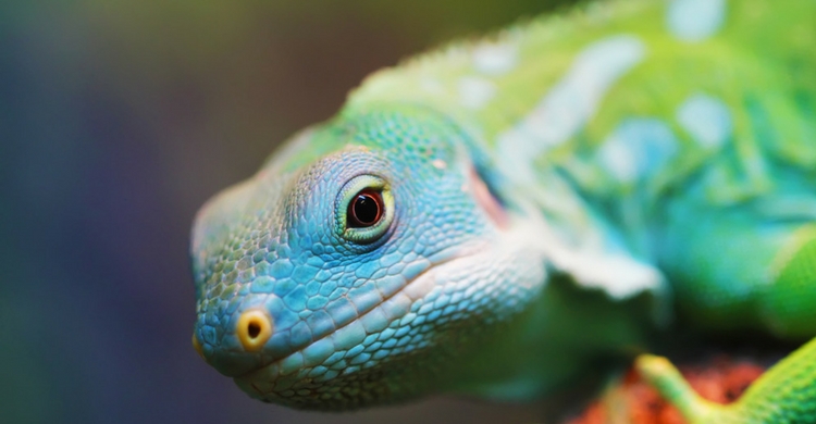 Para los más atrevidos, una iguana (Istock)