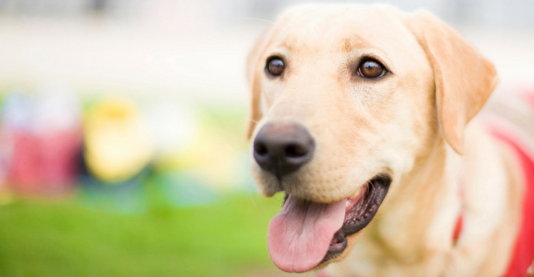 Fieles y serviciales, así son os perros guía (Istock)