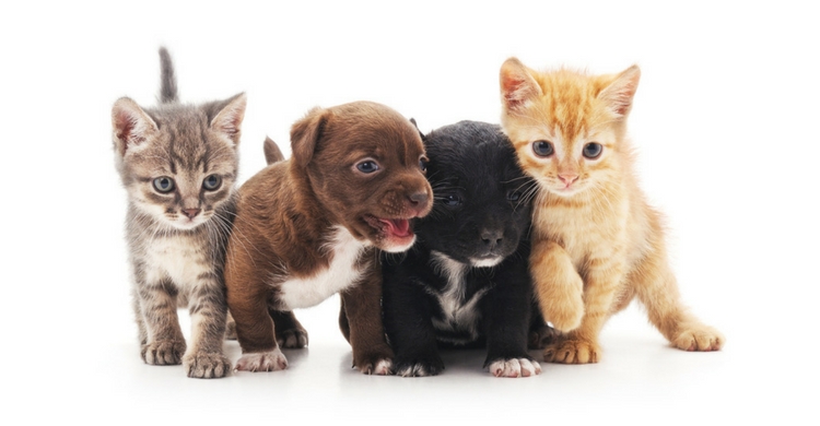 Nombres para perros y gatos (Istock)