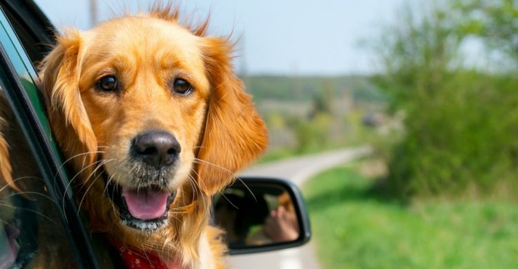 El coche es otro de los lugares que fascinan a nuestros amigos peludos (Istock)
