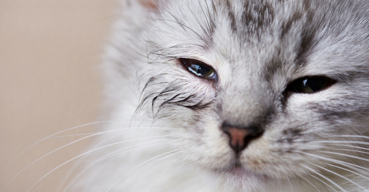 Si tu gato tiene alergia se lo notarás en los ojos (Istock)
