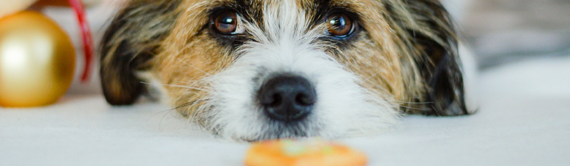 5 razones por las que no dar dulce a tu mascota (Istock)