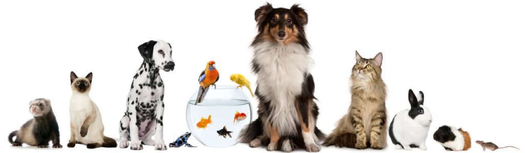 Los nombres más originales para tu mascota: loro, hámster, perro o gato (Istock)